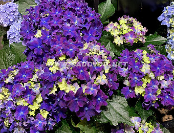 Гортензия Curly Sparkle Blue Purple
