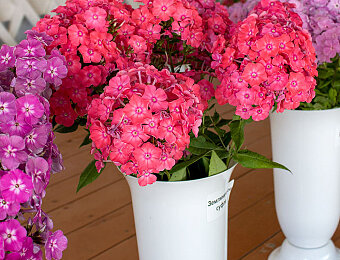 Флоксы