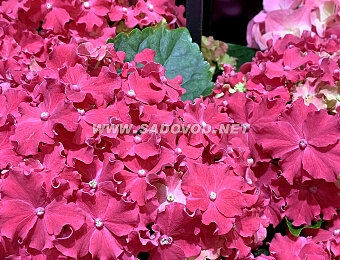 Гортензия Curly Sparkle Hot Pink