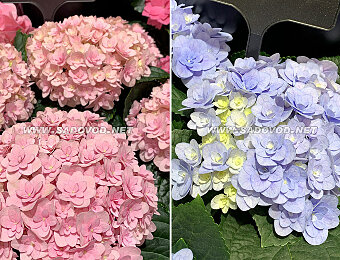 Гортензия Felina Blue Гортензия Felina Pink