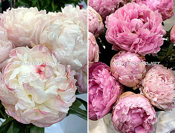 Пион Gardenia Пион Sarah Bernhardt