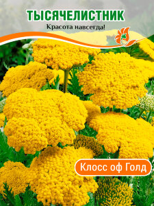 Тысячелистник Клос оф Голд (таволговый) Тысячелистник Клос оф Голд (таволговый)