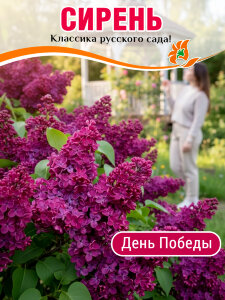 Сирень День Победы (обыкновенная)
