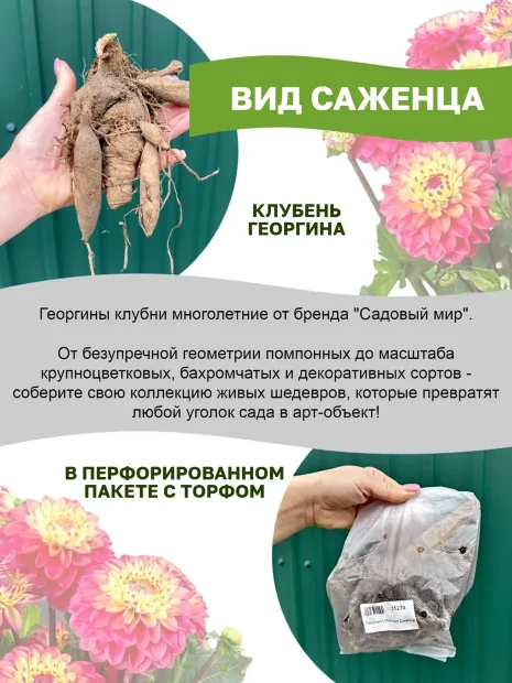 Георгин Литтл Роберт (помпонный)