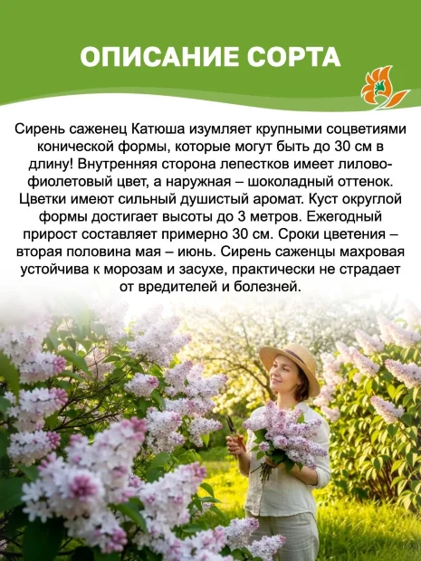Сирень Катюша (обыкновенная) саженцы 