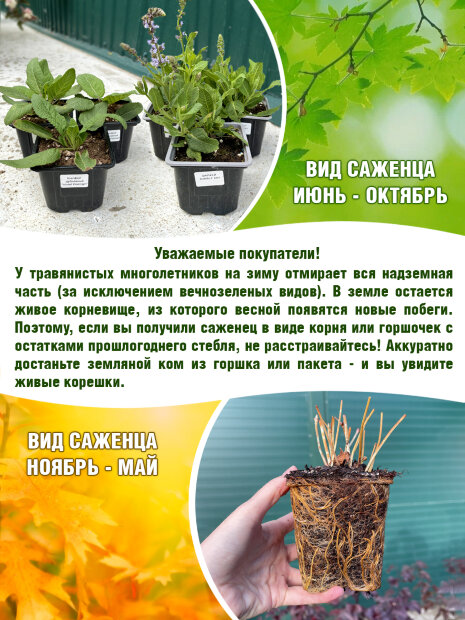 Дербенник Леди Сэквилл, иволистный