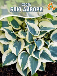 Хоста Блю Айвори