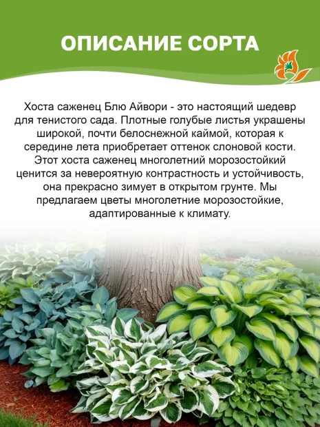 Хоста Блю Айвори