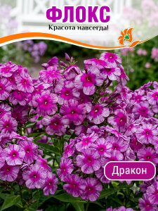 Флокс Дракон Флокс Дракон