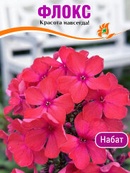 Флокс Набат (Р9) Флокс Набат (Р9)