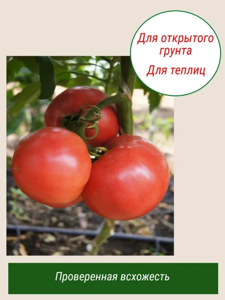 Томат Засолочный деликатес семена 