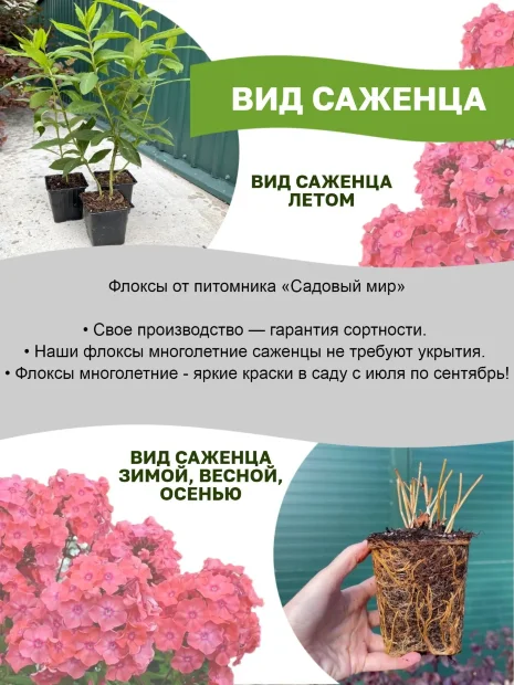 Флокс Земляничное суфле