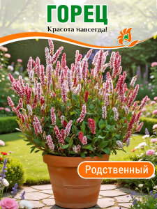Горец родственный Горец родственный
