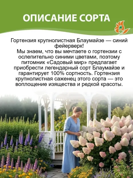 Гортензия Блаумайзе (крупнолистная) саженцы 