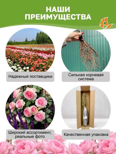 Роза Пападжина/Папагено