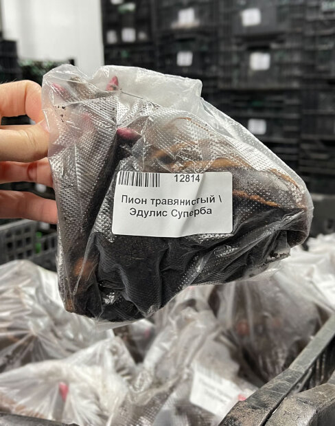 Пион Эдулис Суперба (травянистый)