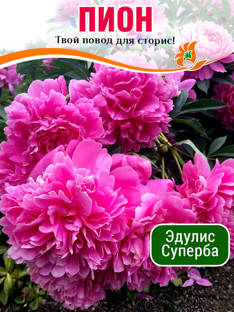Пион Эдулис Суперба (травянистый)