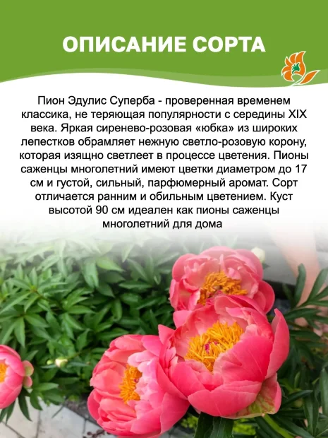 Пион Эдулис Суперба (травянистый)