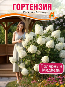 Гортензия Полярный Медведь (Polar Bear) (метельчатая)