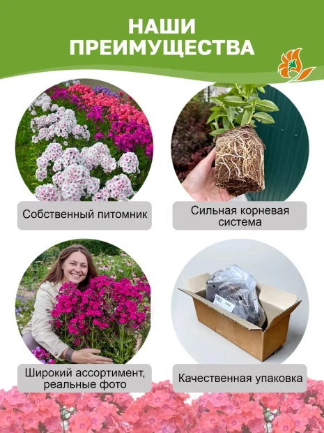 Флокс Милена