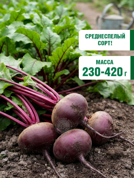 Свекла Сластёна семена 