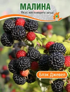 Малина Блэк Джевел
