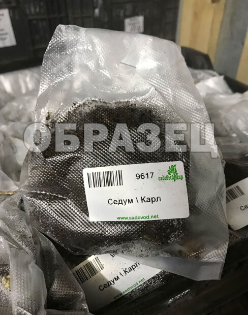 Седум Стардаст