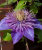 Клематис Мульти Блю (крупноцветковый) саженцы 