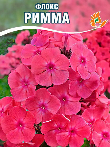 Флокс Римма
