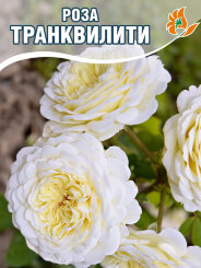 Роза Транквилити Роза Транквилити