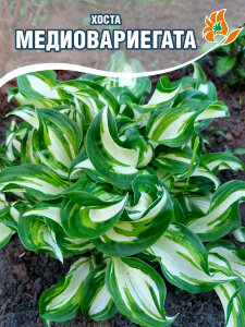 Хоста Медиовариегата (волнистая) Хоста Медиовариегата (волнистая)