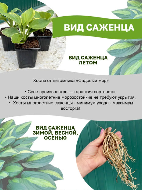 Хоста Медиовариегата (волнистая)