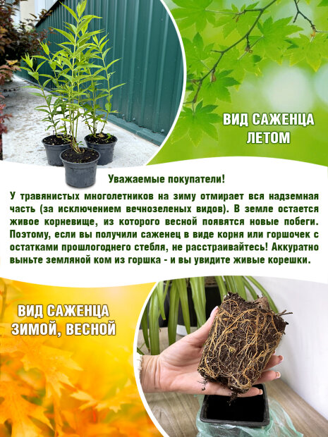 Флокс Плюш Сиреневый