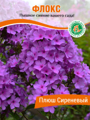 Флокс Плюш Сиреневый Флокс Плюш Сиреневый