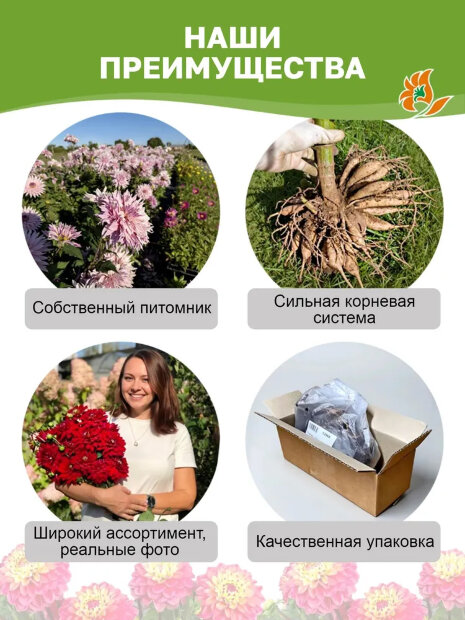 Георгин Сноуфлейк (помпонный)