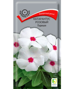 Катарантус Розовый Падишах Катарантус Розовый Падишах