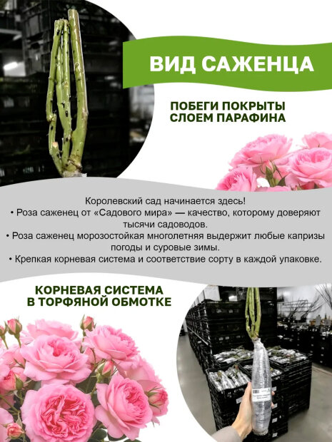 Роза Блэк Баккара