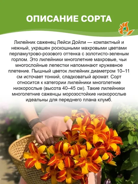 Лилейник Лейси Дойли