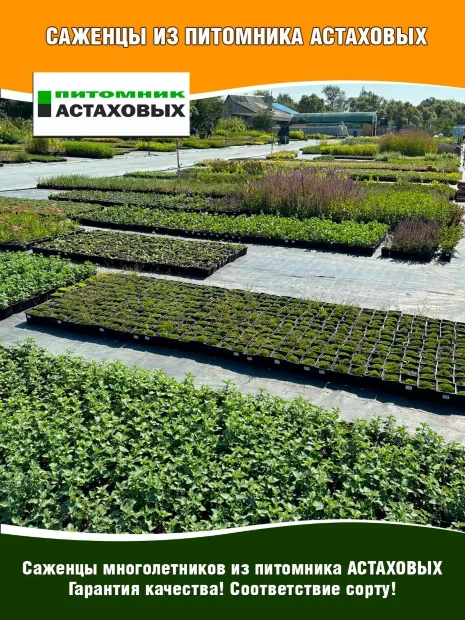 Вербейник Ауреа (монетчатый) 