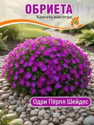 Обриета Одри Пёпл Шейдес