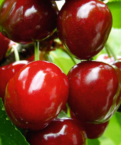 Вишня Чудо-вишня (дюк)