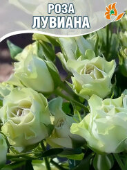 Роза Лувиана Роза Лувиана
