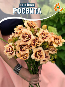 Лилейник Росвита Лилейник Росвита