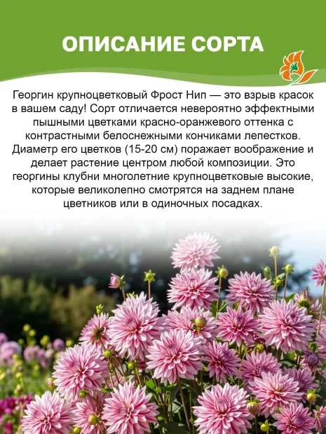 Георгин Фрост Нип (декоративный)