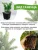 Можжевельник (казацкий)