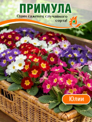 Примула Юлии, случайный цвет Примула Юлии, случайный цвет
