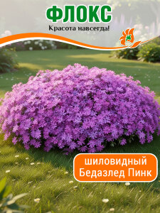 Флокс Бедазлед Пинк, шиловидный Флокс Бедазлед Пинк, шиловидный