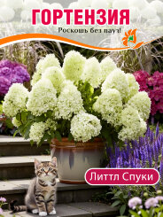 Гортензия Литтл Спуки