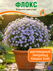 Флокс Эмеральд Кюшон Блю Флокс Эмеральд Кюшон Блю