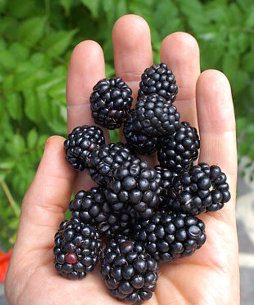 Ежевика Джамбо (бесшипая)